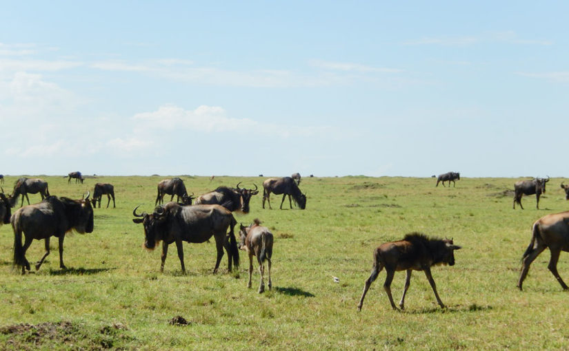 マサイマラ国立保護区にて、ヌー・シマウマの大移動が確認されました！