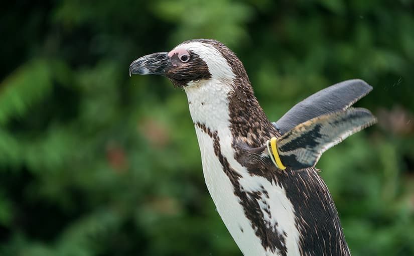 上野動物園のケープペンギンを撮ってみた
