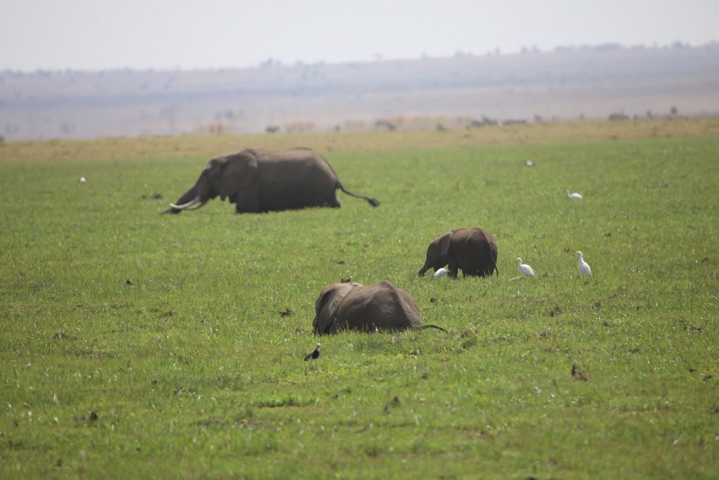 沼の水草を食べるアフリカ象とダイサギ