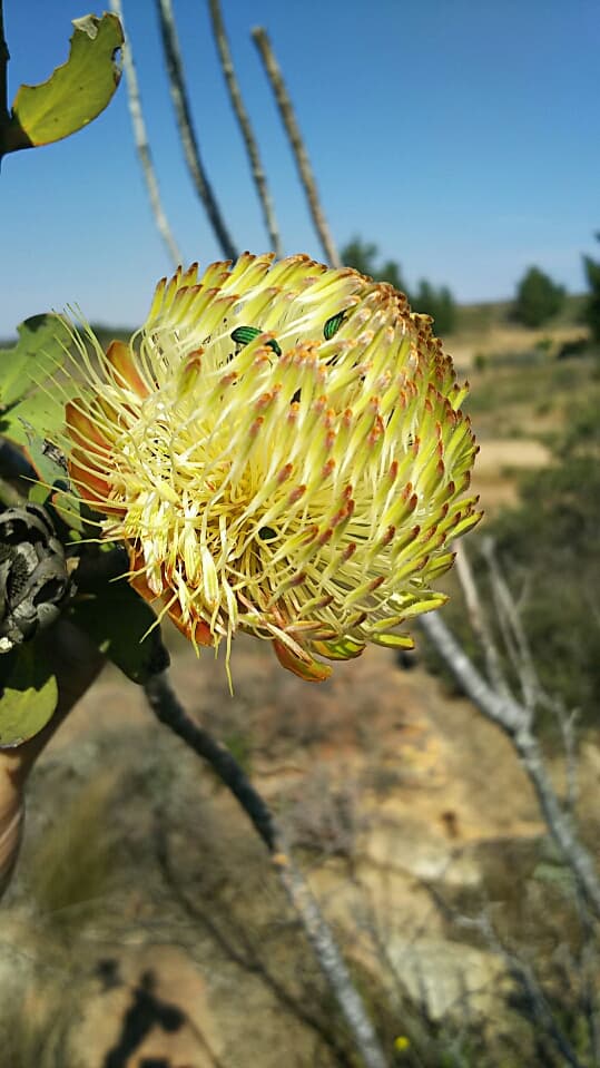 南アフリカの国花・プロテア