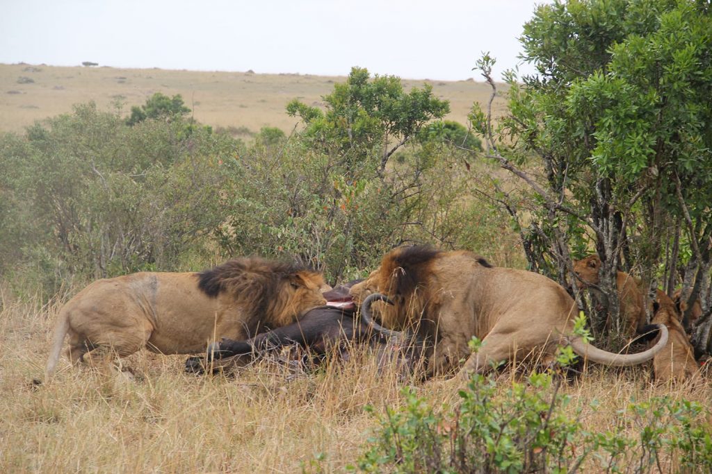 ライオンのプライドが食事中。皆必死です。