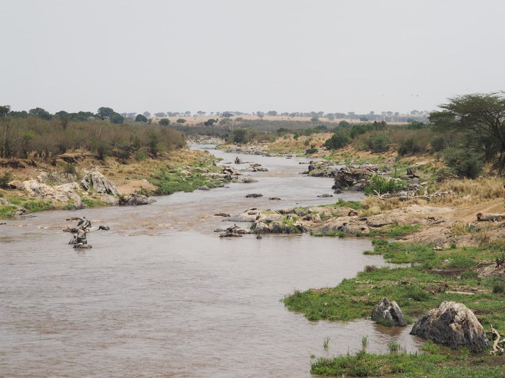 なかなかお目当ての『ヌーの河渡り』に出会えません。マラ河の下流まで来てみましたが、静かな河の風景です。うーん。