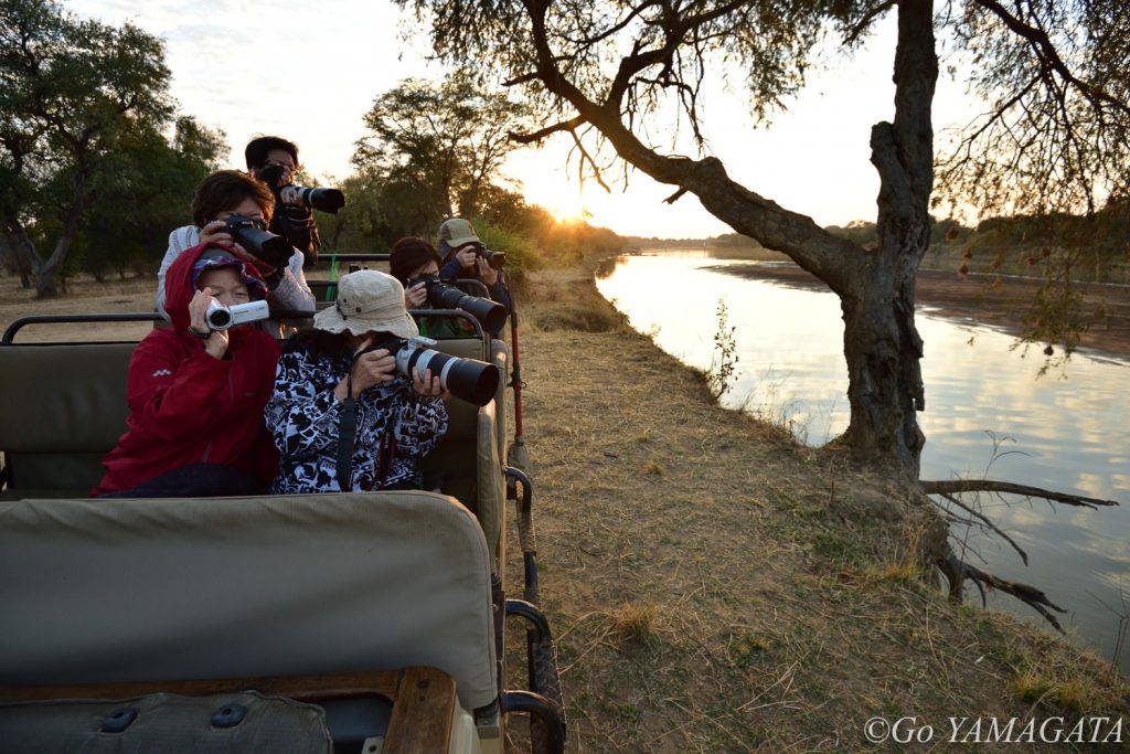 サファリにはオープンカーを使用するので撮影条件は非常によい。早朝、ルアングワ川沿いで川を渡るゾウたちを撮影した時の模様。