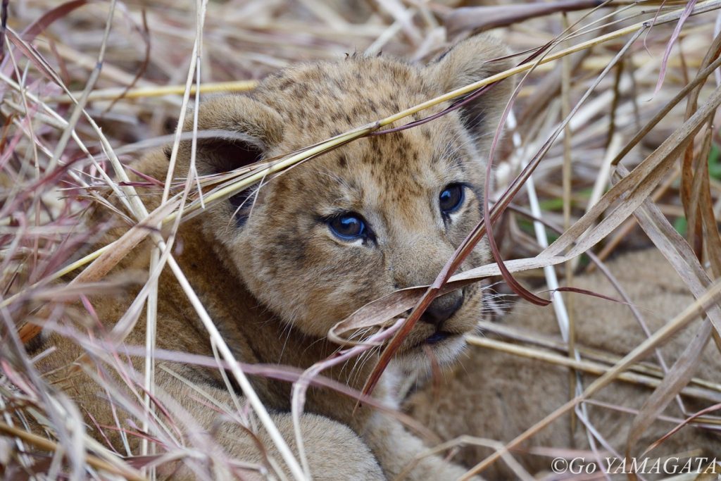 道端の草むらの中にいた生後2ヶ月程度と思われる子ライオン。母親たちも近くにいた。