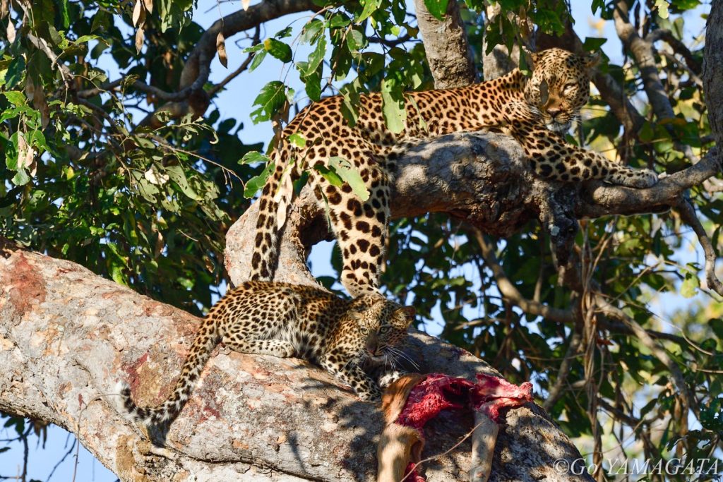 サウス・ルアングワでの最後のサファリでは、樹上でインパラを食べるヒョウの親子に遭遇した。早朝の光が綺麗にあたってくれて撮影条件は最高だった。
