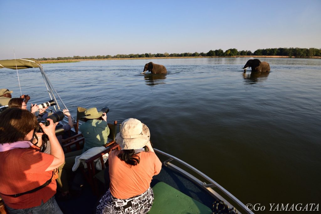 夕方、ザンベジ河を渡る二頭のオスのゾウをボートから撮影。