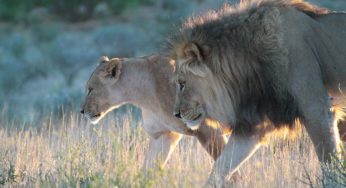 2017.12.27発 カラハリ・トランスフロンティア公園でサファリ 8日間