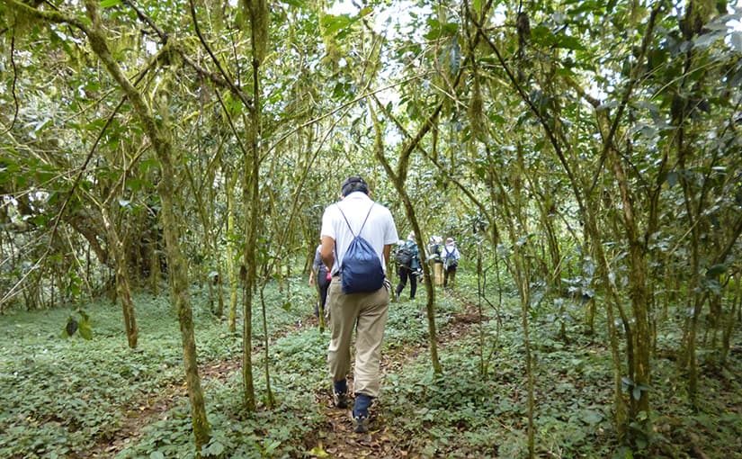2017.11.19発 エチオピア・コーヒー 原木の森を訪ねる 8日間