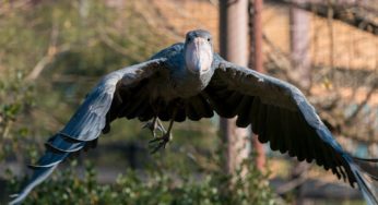 上野動物園のハシビロコウを撮ってみた