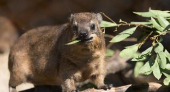 横浜動物園ズーラシアのケープハイラックスを撮ってみた