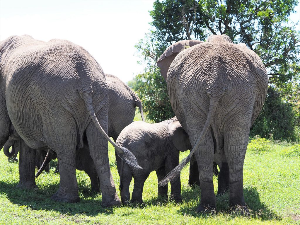 ゾウの赤ちゃんがおっぱいを飲んでいます。授乳している間は他の大人のゾウ達が自然と赤ちゃんの周りを囲うように守ります。ゾウのおっぱいは人間と同じように胸のあたりにあるんですね。