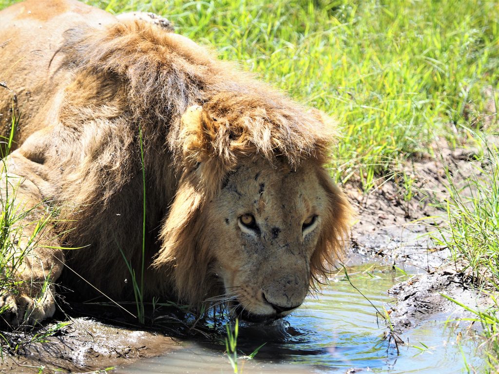 本当に晴天続きでしたので、やっぱりライオンも喉が渇いたのでしょう。