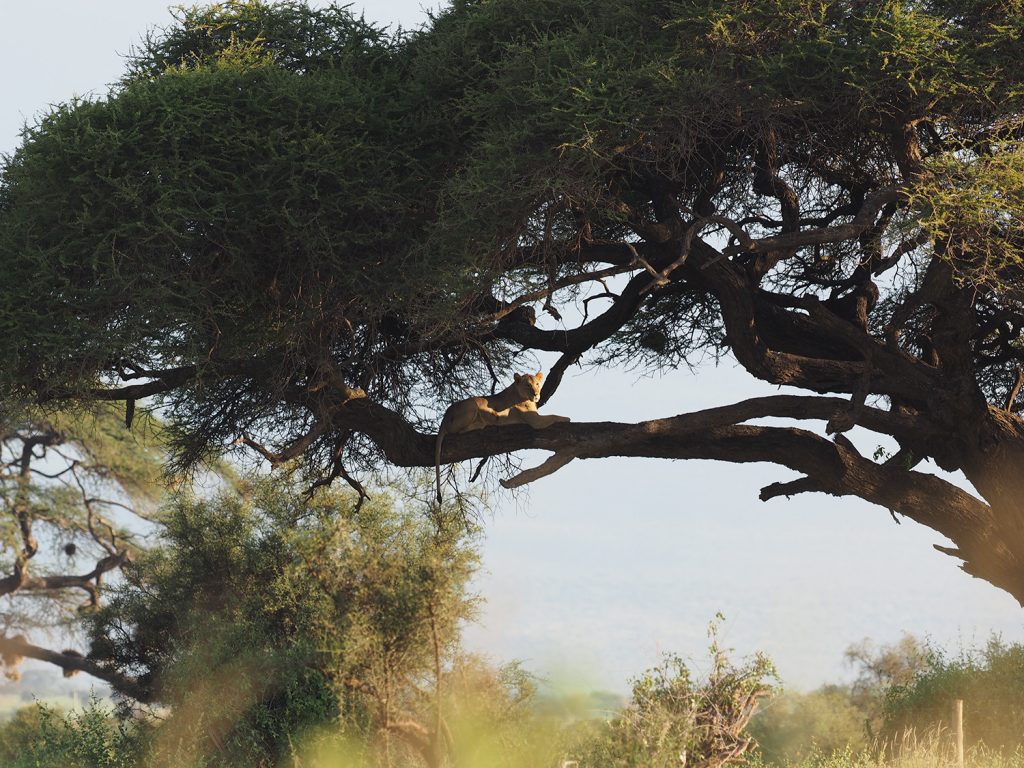 ブッシュに多い蚊を嫌ってか、木に登るライオン（遠いですが・・・）