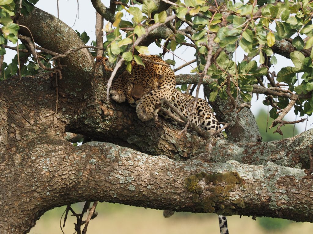 立派な体格のヒョウも木の上でのんびり昼寝中