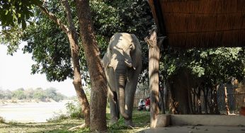 2018.8.10発 ザンビア・キャンプ・手配旅行 10日間