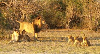 2018.8.9発 ボツワナ・キャンプ オカバンゴからチョベへ 11日間