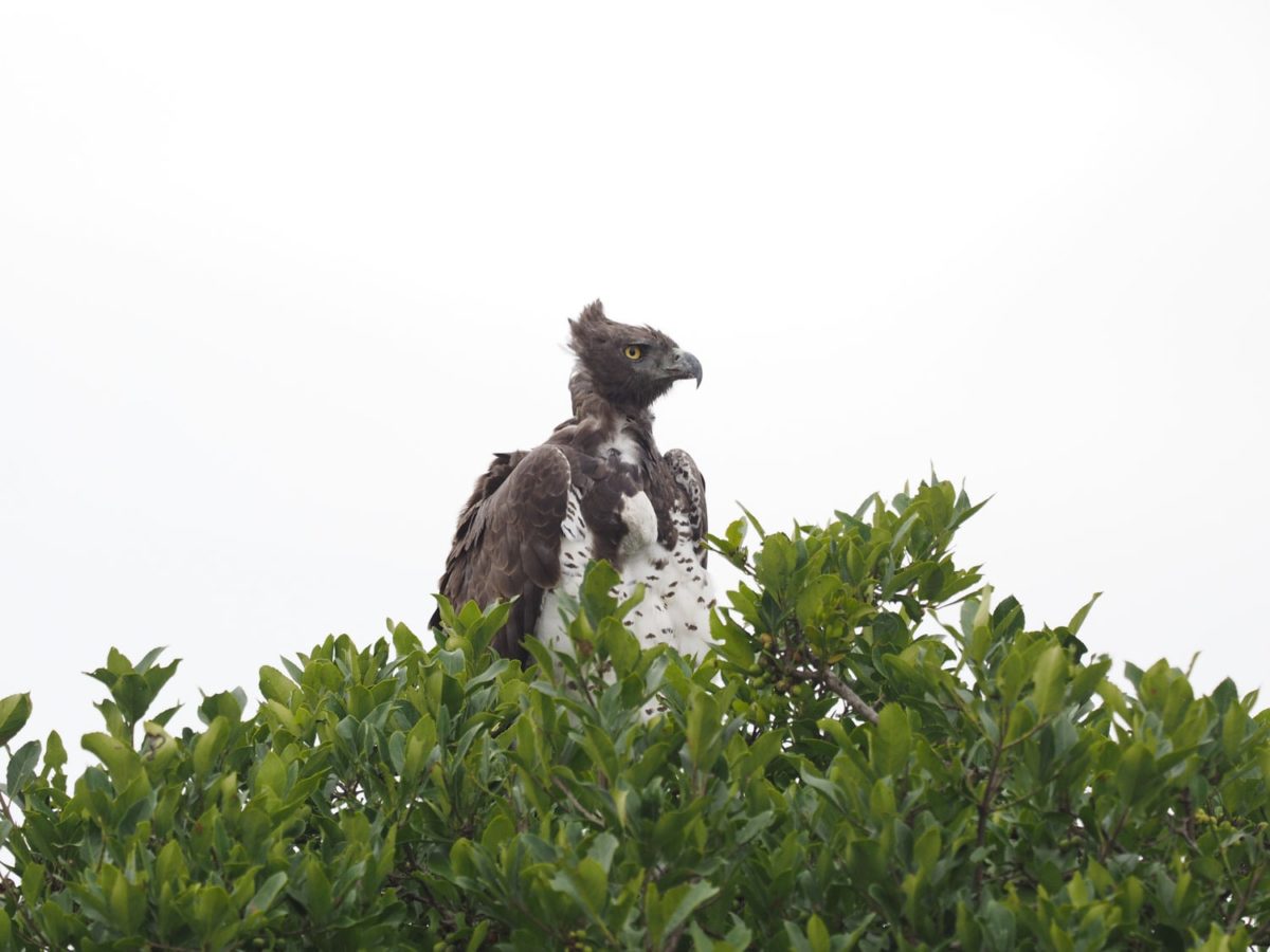 樹冠でくつろぐゴマバラワシ アフリカ旅行の道祖神ブログ