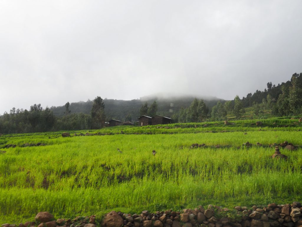 雨季前で、降雨があった場所では緑が美しい土地が広がります