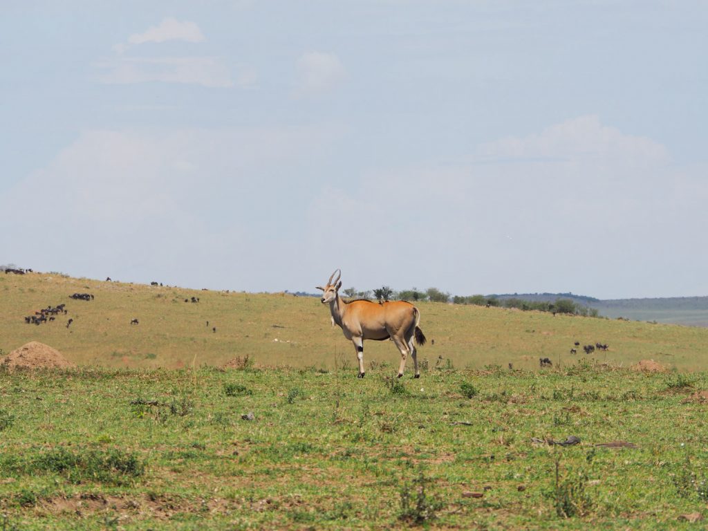 羚羊類で最も大きいといわれるエランド。この時期はエランドが多いようで、エランドの群れをよく見かけました。
