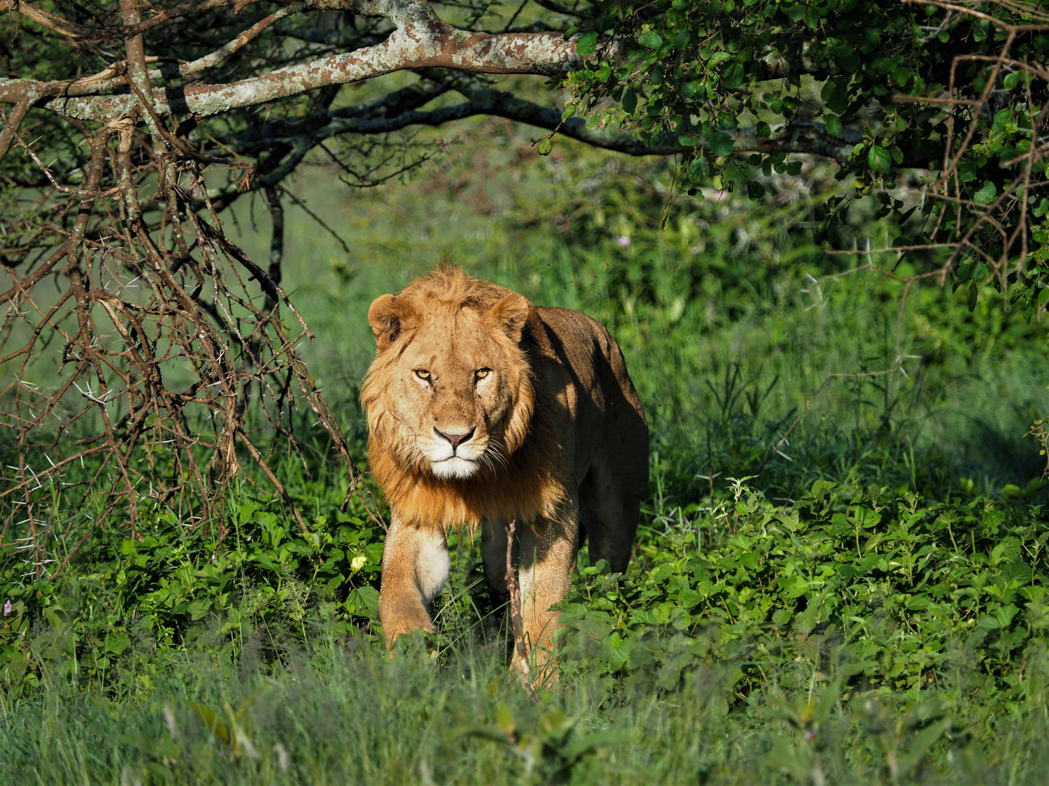 2020年最初に出会った動物は雄ライオン。金色のタテガミがセレンゲティらしい若獅子です。
