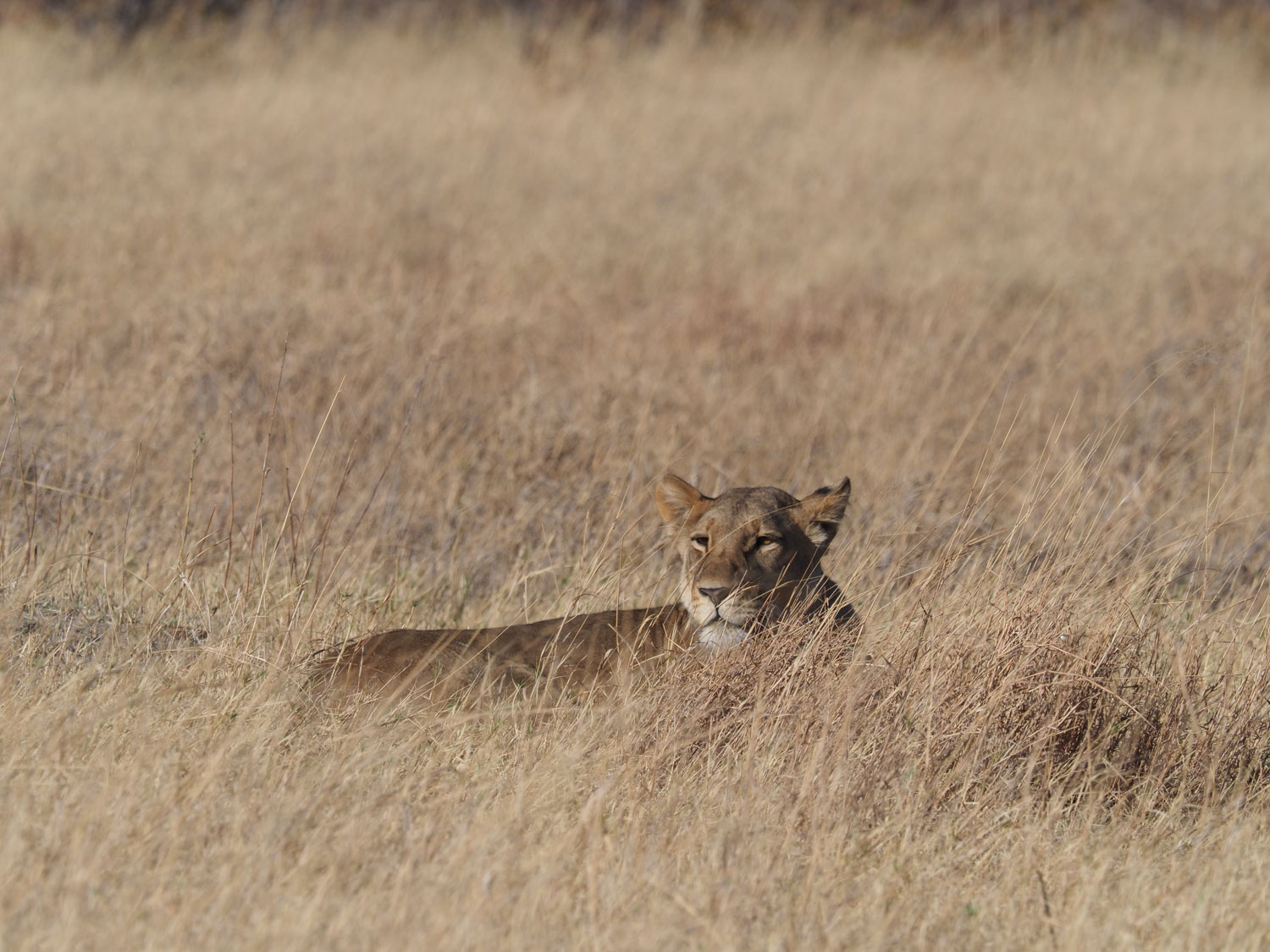 ボツワナのライオンの体毛の色は、この時期の草の中でカモフラージュするためかもしれません