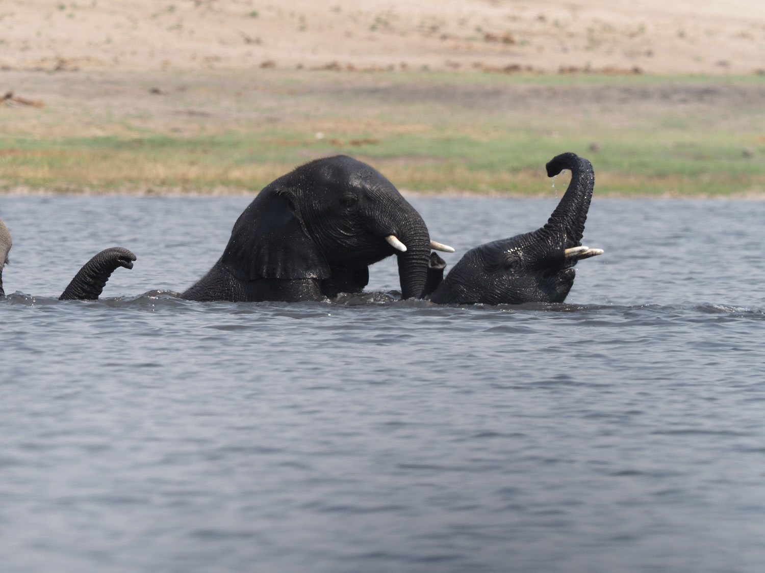 様々なゾウ～神経を使う箇所を過ぎると、水の中で遊び始める子ゾウ達