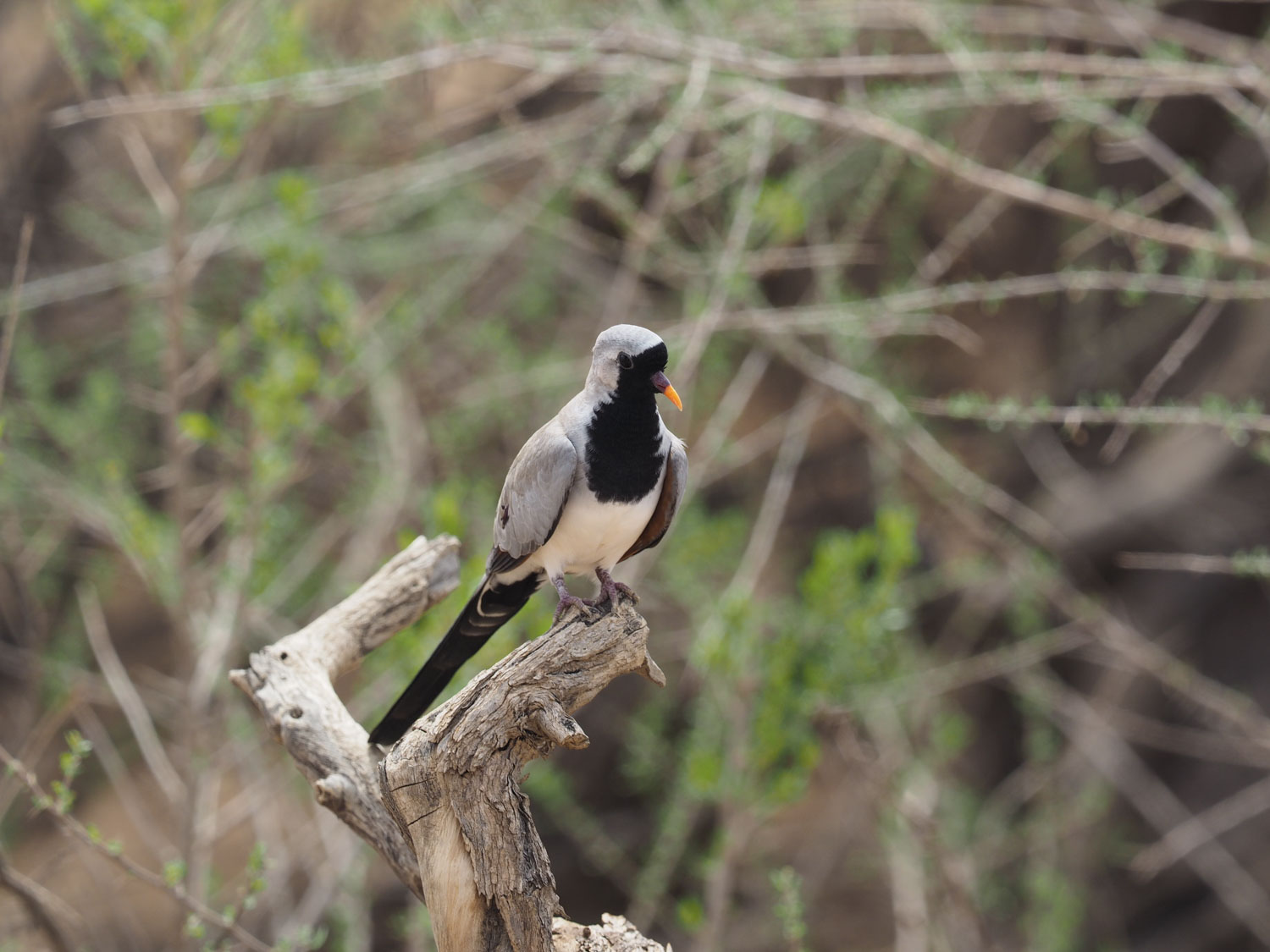 もちろん一般の鳥も。これはナマクア・ダヴ、和名シッポウバト