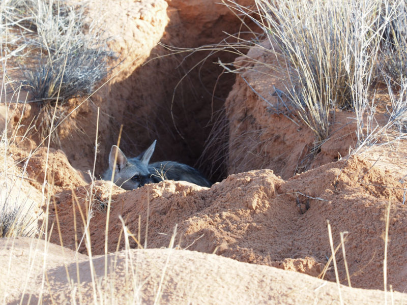 巣穴があるため、極めて珍しく日中に見られたアードウルフ。ハイエナの近縁種です。