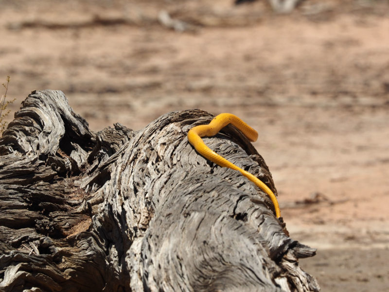 最後に爬虫類、金運が上がりそうな黄金色のケープコブラ（のしっぽ、頭を入れて全身を撮るのは難しいです）