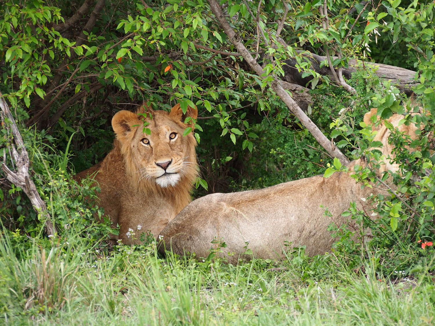 木陰で休む若い雄ライオン