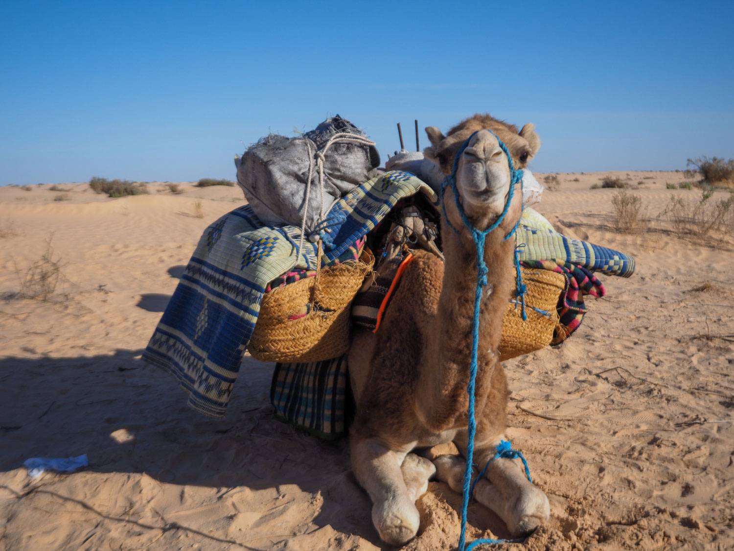 頼りになる砂漠の相棒。「ラクダ」たちがお待ちしています。