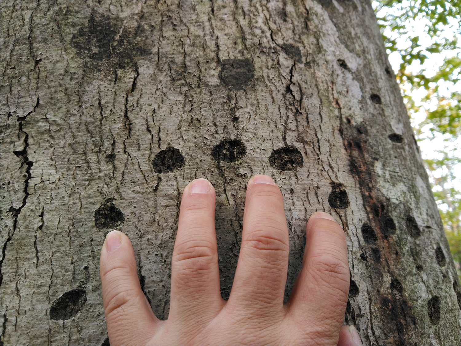 固いブナの樹皮につけられたクマの爪痕