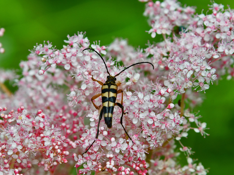 オニシモツケとヨツスジハナカミキリ　オニシモツケの花は蜜や花粉が多いのか、沢山の昆虫が集まる