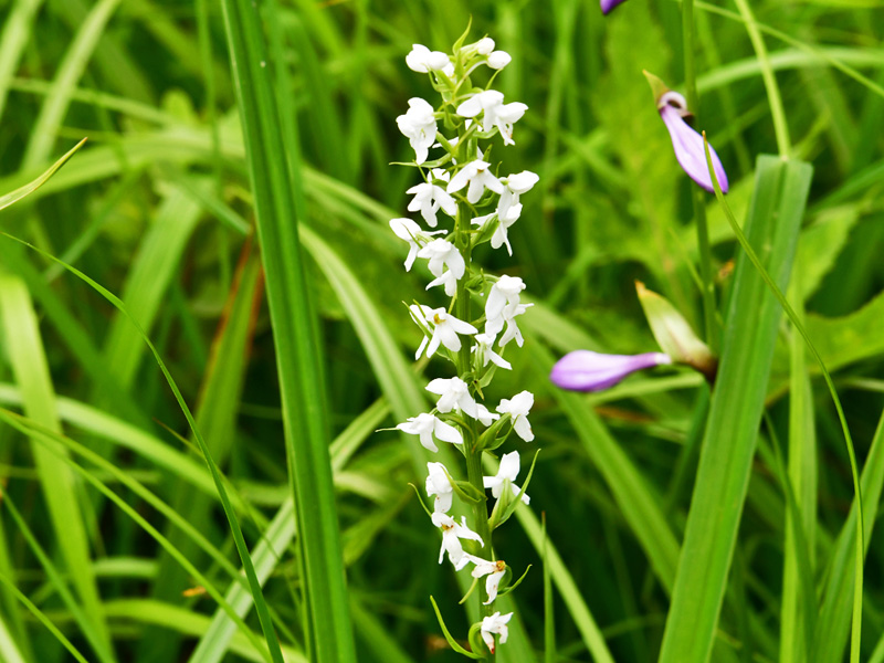 ミズチドリ　高原の湿原で見られ、白い花が飛ぶ千鳥を連想させる