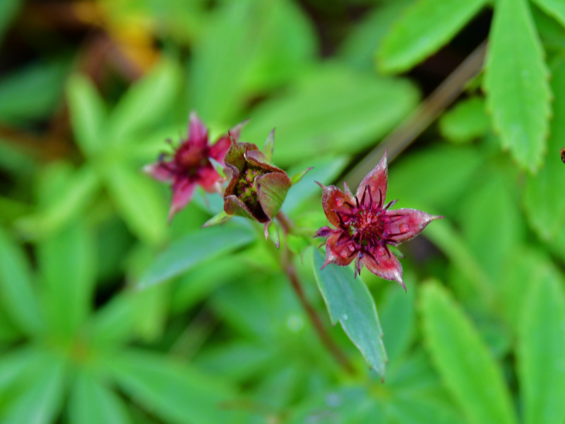 クロバナロウゲ　本州中部以北の湿原で見られるいかつい花で、漢字では「黒花狼牙」と迫力がある