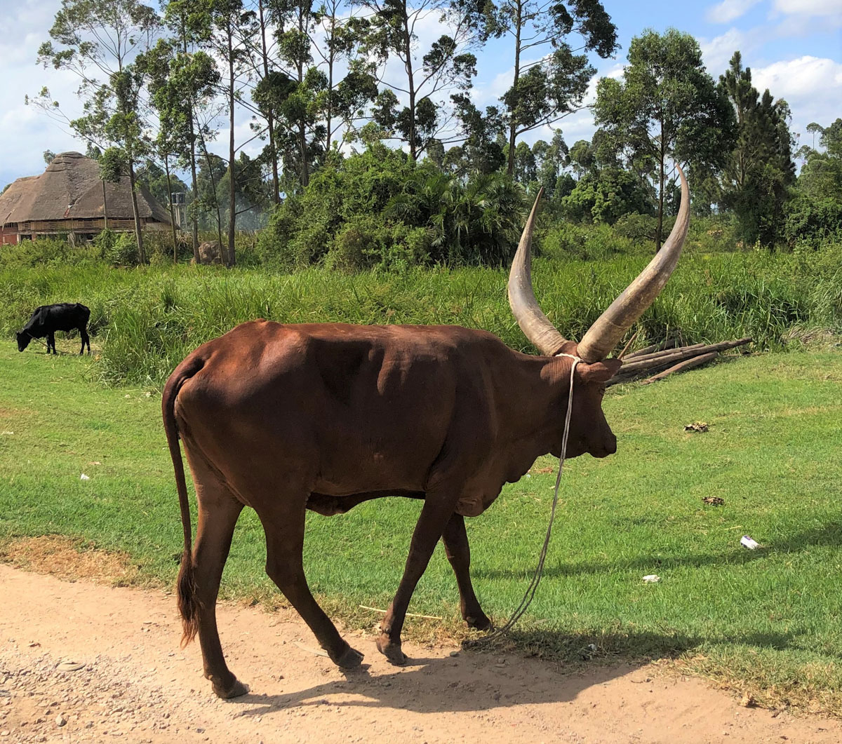 立派な角のアンコーレ牛。放牧されているのをあちこちで見かけました。