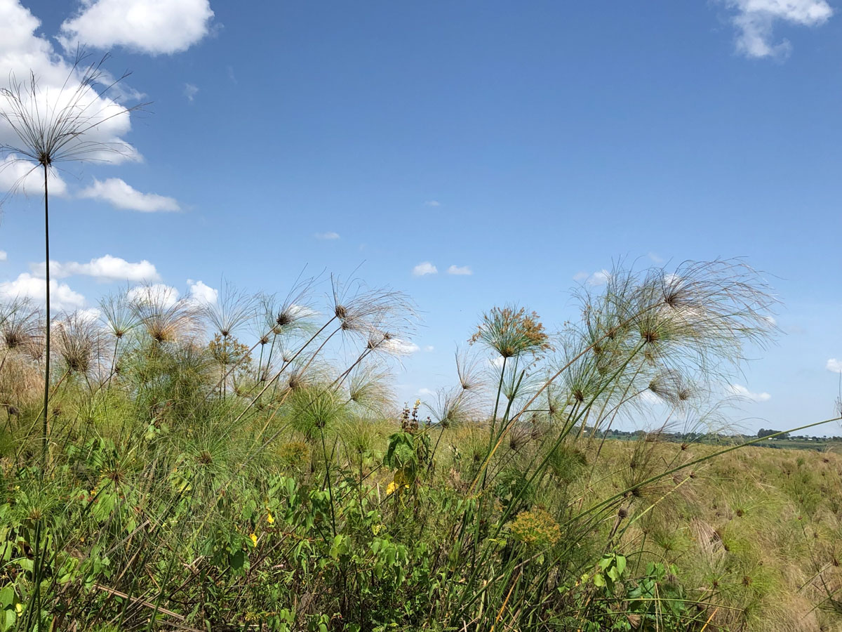 パピルスの生い茂る平原が延々と続く。澄みわたる空、草の香りのする風のなんと心地よいことか。