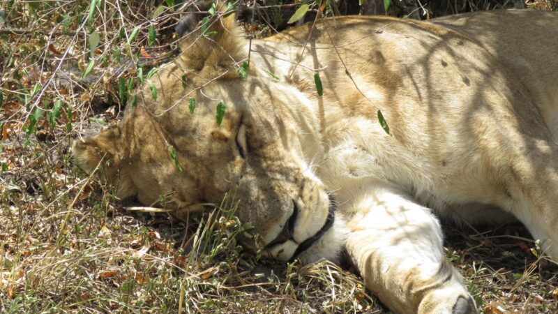 ブッシュで寝ているライオン