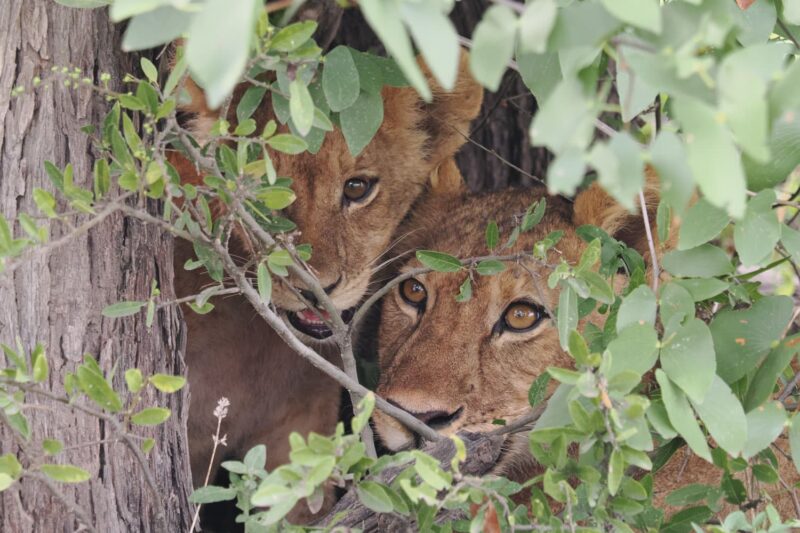 藪に隠れてこちらを伺うライオンの子供たち