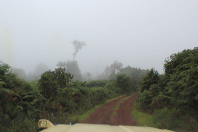 霧のかかったキリマンジャロの山中