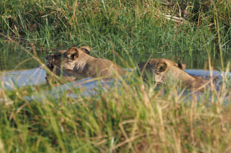 水が嫌いなネコ科哺乳類としては珍しく、意を決して川を渡っていたライオンの姉妹