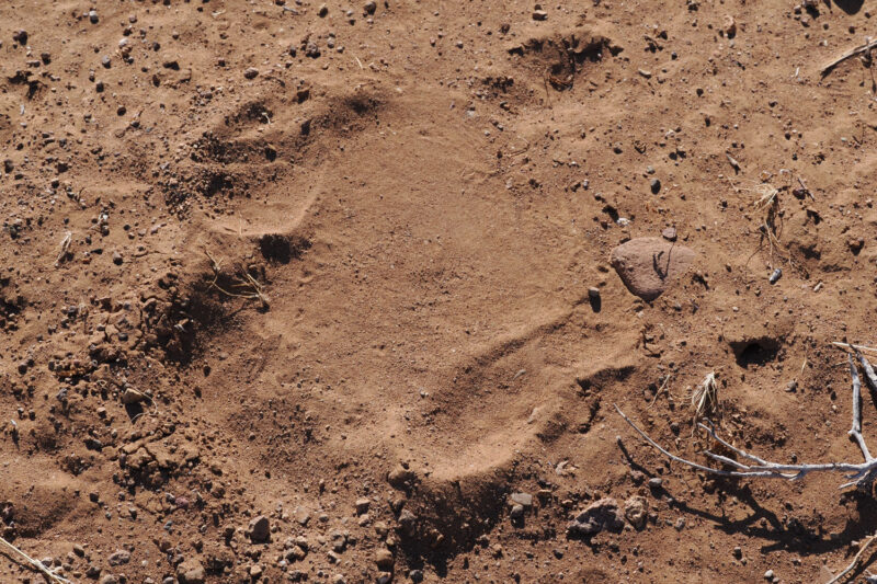 ダマラランドの岩だらけの環境で生きる野生動物を代表する大型獣の足跡、さて何の動物でしょう？