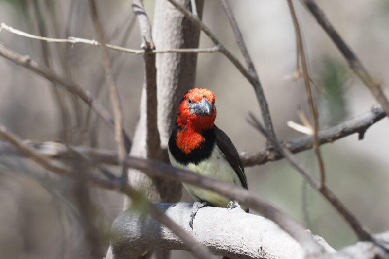 首から頭部にかけての赤い羽毛が美しいクビワゴシキドリ。