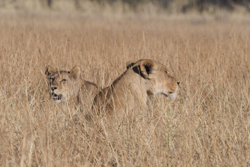 この時期の草原の色とライオンの体色を比較すると、ライオンがなぜあの体色なのかがわかります。