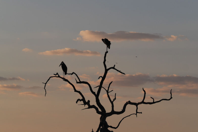 夕暮れ時に立ち枯れた木の上で佇む様が絵になるアフリカハゲコウ。