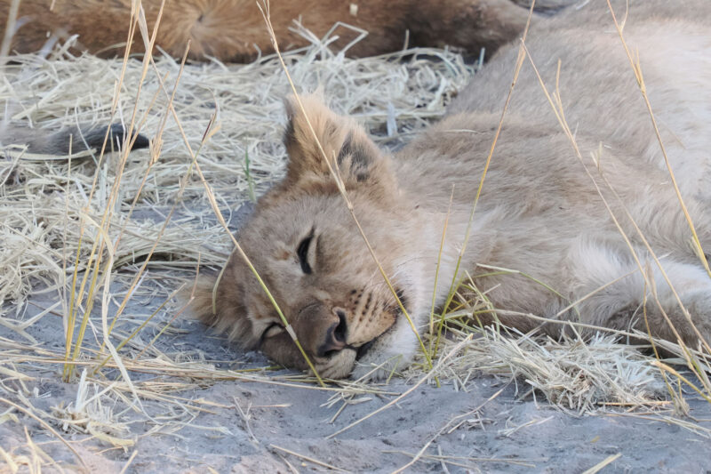 寝顔が笑顔にも見える子ライオン。