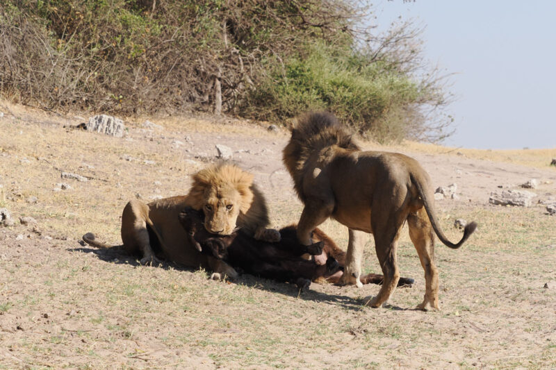 群れからはぐれた子供のバッファローを容赦なく仕留めたライオン兄弟。