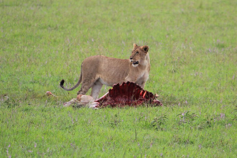 食事中のライオン