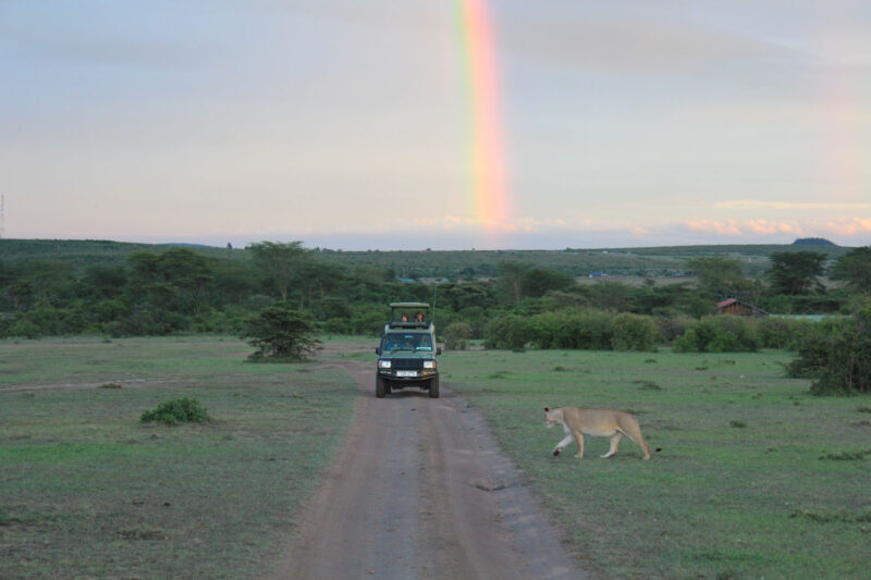 虹とサファリカーとライオン