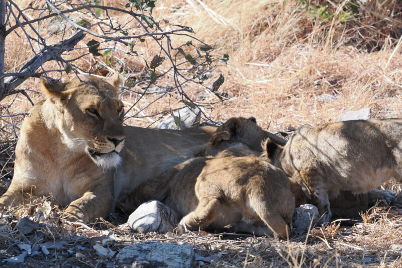 争うように母親の乳を飲む4頭の子ライオン